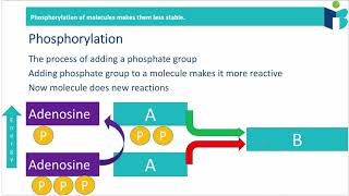 Phosphorylation Principles 814 IB Biology HL [upl. by Iblehs]