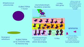 AUTOTROPHS AND HETEROTROPHS VARIATIONS IN CARBON SOURCE [upl. by Lotsirk]