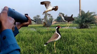 Red Wattled Lapwing Bird HuntWaterhean Hunting Bird HuntingAfaqhunter [upl. by Corrina]