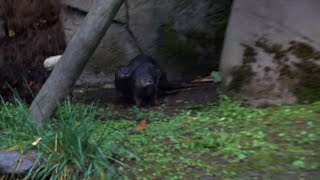 Otters Lemmy and Lila frolic in their new zoo home [upl. by Gairc]