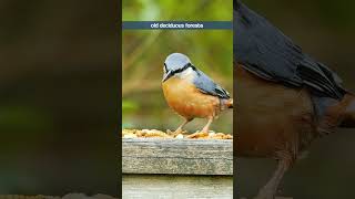 The Nuthatchs Simple Whistling Song  Bird Sounds shorts [upl. by Ximenes]