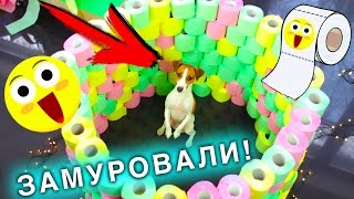 ИГРОВАЯ КОМНАТА  Полоса ПРЕПЯТСТВИЙ ДЛЯ СОБАКИ ИЗ ТУАЛЕТНОЙ БУМАГИ  Elli Di Pets [upl. by Aiksas]