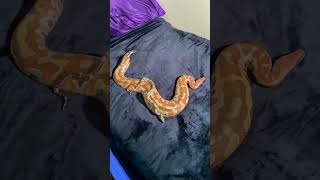 Adult blood python vs baby boa constrictor [upl. by Rubie]