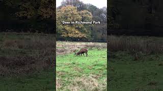 Deer in Richmond Park — richmond richmondpark deer london uk england nature wildlife [upl. by Osterhus]