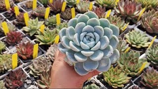 40 Suculentas VARIADAS identificadas da minha coleção particular succulents [upl. by Elicia514]