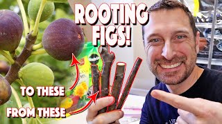 Root Fig Tree Cutting And Rooting Hormone For Cuttings [upl. by Einnod]