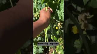 First Yard Long Bean Harvest  Garden Harvest [upl. by Lotsyrc]