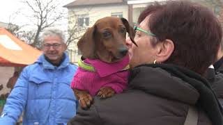 La benedizione degli animali Porto Mantovano 14012023 [upl. by Inattirb741]