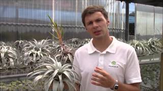 Tillandsia xerographica Planta Brutt Video 18 [upl. by Salazar389]