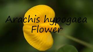 How to pronounce Arachis hypogaea Flower in English [upl. by Jaquiss]