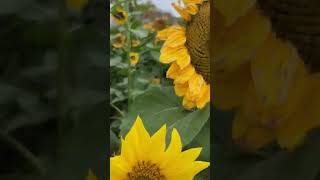 Sunflower field in nonggong korea [upl. by Trevorr755]