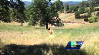 Wildlife officials catch bear in Colusa [upl. by Almeda987]