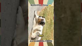 Laika Dog Kannada Facts Video  kannada facts karnataka amezing youtubeshorts trendingshorts [upl. by Navada]