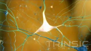 CERE110 Nerve Growth Factor Study Medical Animation [upl. by Asilrac517]