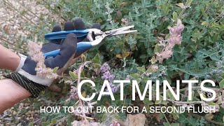 How And When To Cut Back Cat Mints To Get The Flowers Back catmint [upl. by O'Doneven532]