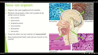 Klas 3 Mavo Thema 1 Organen en Cellen basisstof 2 Bouw van organen [upl. by Loresz]