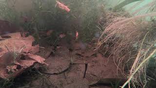 5X Timelapse of Chili Rasbora Breeding Tub [upl. by Aniled854]