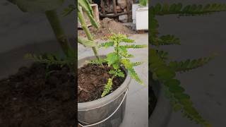 Removing night shade plant from My GardenA StepbyStep Guide short ytshorts viral shorts [upl. by Nytsirhc961]