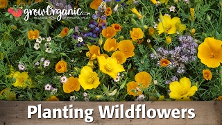 How to Plant and Grow Organic Wild Flowers [upl. by Alfons971]