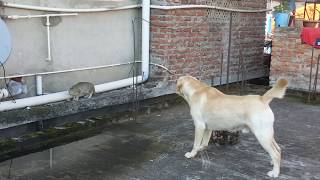 Labrador dog barking at a cat [upl. by Eiramit]