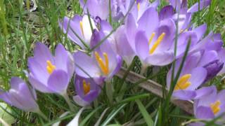 Spring Crocus  Krókus  Dvergliljur  Vorblóm  Garðyrkja [upl. by Novihs132]