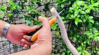 How to propagate Dracaena Marginata  Stem Cuttings of Dracaena Black Knight Plant of the Week [upl. by Adaliah]