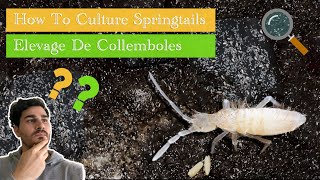 How to Culture Springtail  Elevage de Collemboles [upl. by Ellekram913]