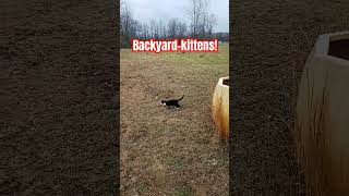 My backyard friends Ptolemy and Junior the backyardkittens cat cutekitty kitten [upl. by Theurich]