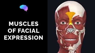 Muscles of Facial Expression 3D Anatomy Tutorial  UKMLA  CPSA [upl. by Acinet595]