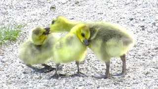 VERY Angry Canada Geese Goslings Fight [upl. by Gladi222]