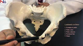 Female Pelvis  Practical Explanation  English  Nursing Lecture [upl. by Melva]