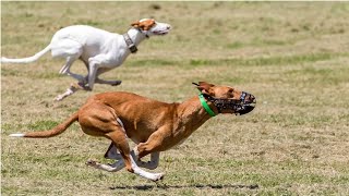 PODENCO CANARIO VS PODENCO IBICENCO SUR CYNODROME [upl. by Morrill]