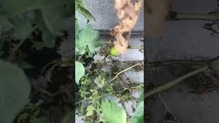 Slowly ripening tomatoes on tree gardening garden planting plants tomato [upl. by Enida]