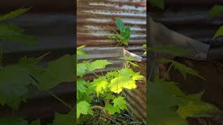 Leaves Return After Full Defoliation new garden bonsai spring maple love trending shorts [upl. by Ernestine]