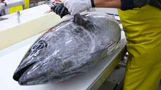 Fish Filleting Bluefin Tuna [upl. by Dadirac]