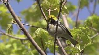 Singing male Blackthroated Green Warbler [upl. by Eelyak767]