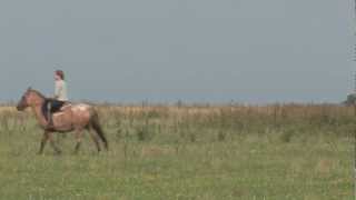 Pampas Horse Riding [upl. by Battista]