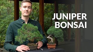 Juniper Bonsai tree care [upl. by Louanna]