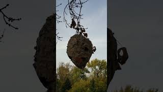 Grandson says there is a mask in the tree Hornets nest seems to have face like features [upl. by Rizas]