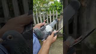 Racing pigeon documentary UK youtubevideos trendingvideo [upl. by Ynnek634]