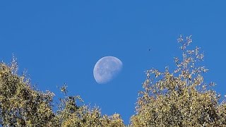 RISPOSTA perché la Luna si vede anche di giorno [upl. by Annabel]