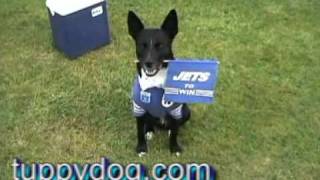 Famous Amazing Tuppy Dog playing Rugby League for the Newtown Jets [upl. by Ainaznat]