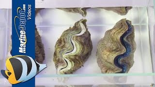 How to Care for Tridacna Clams in Your Saltwater Aquarium [upl. by Eliak]