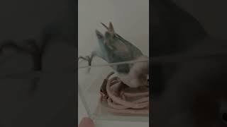 raging bird🦜 lovebird shortvideo [upl. by Adnotal]