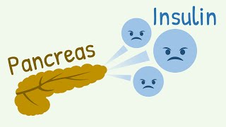 Mechanism of Insulin Secretion [upl. by Lorsung]
