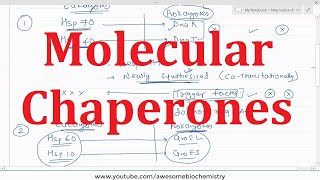 26 Molecular Chaperones [upl. by Narcis]