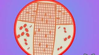 04 Trehalose and insect circulation [upl. by Yor]