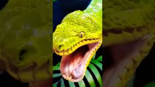 Snake yawning  Green big snake [upl. by Irvine]