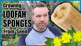 How to Grow Luffa  Loofah Sponges From Seed [upl. by Kirit]