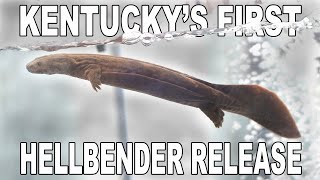 Kentuckys First Hellbender Release [upl. by Buck]